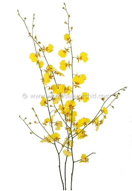 Oncidium Dancing-lady Orchid Fresh Cut Flowers