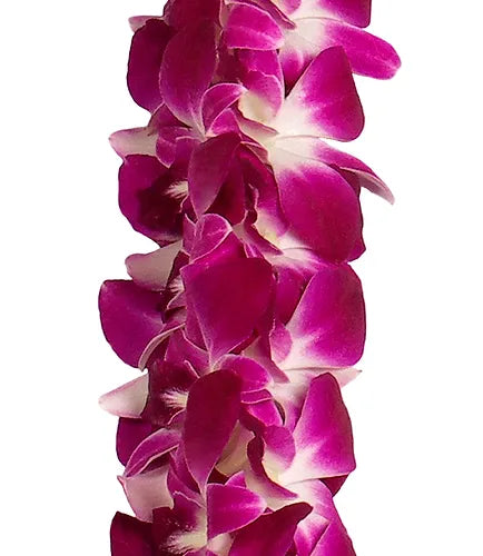 Purple Roses Strand PREBOOK BULK - Purple Double Orchid Strand Flower String Dendrobium Fr ...