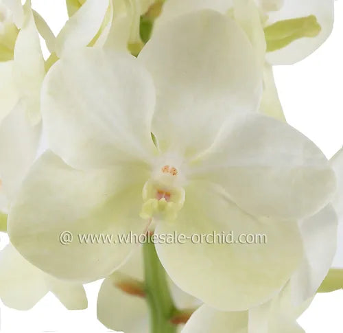 Prebook Bulk - White Vanda Orchid Fresh Cut Flowers