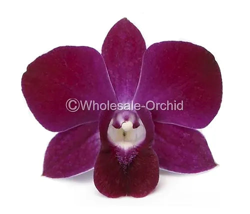 Prebook Bulk - Burgundy Dark Red Dendrobium Orchid Fresh Cut Flowers (NO VASE)