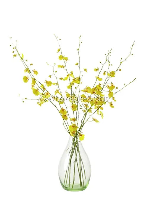 Oncidium Dancing-lady Orchid Fresh Cut Flowers