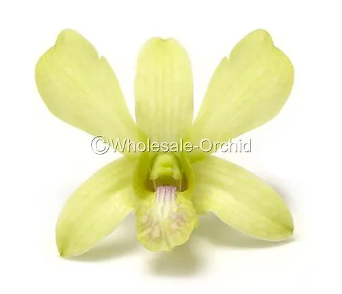 Prebook BULK - APPLE GREEN Dendrobium Green Orchid Fresh Cut Flowers (NO VASE)