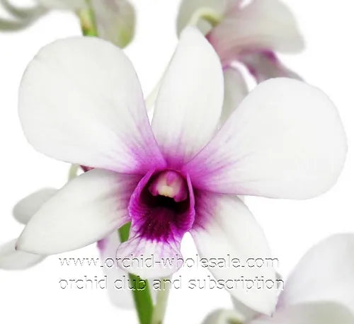 Prebook BULK - White Two Tone Dendrobium White Two Tone Orchid Fresh Cut Flowers (NO VASE)
