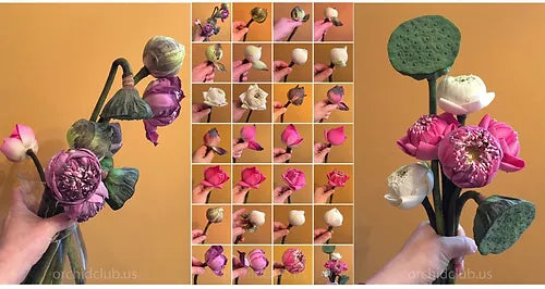 Prebook BULK - 60 White LOTUS Fresh Cut Flowers
