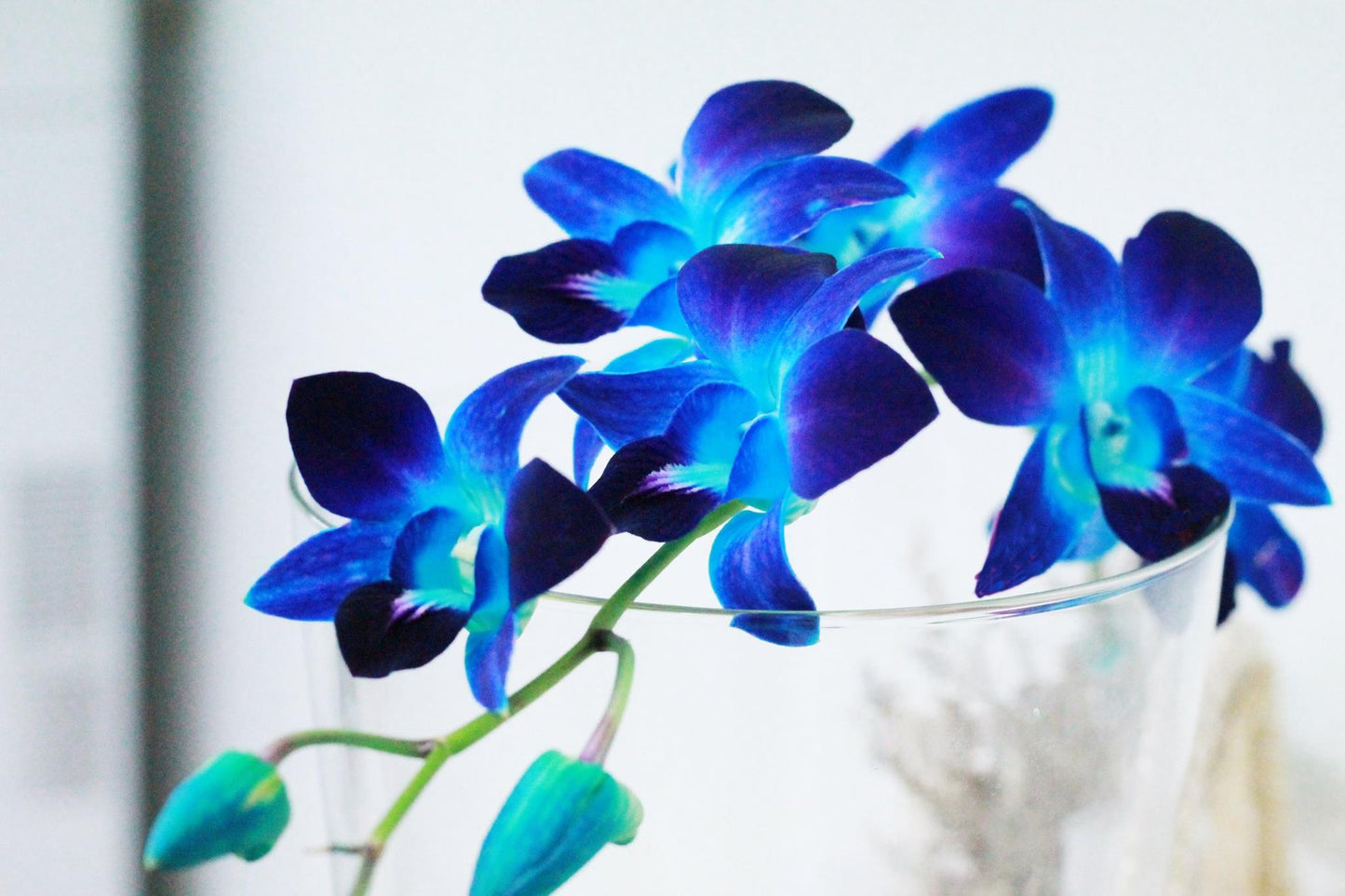 IN STOCK - 10 Stems BLUE-PURPLE Fresh Cut Dendrobium Orchid Bouquet