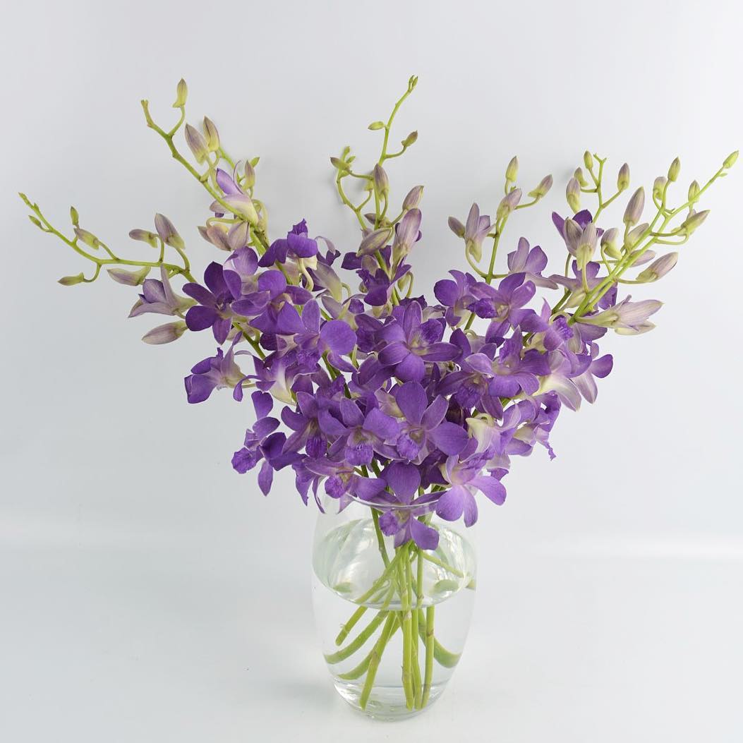 Prebook 100 Violet Viola Purple Blue Ocean Fresh Cut Dendrobium Orchid Loose Bloom