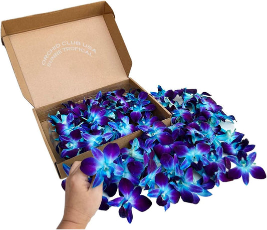 IN STOCK - 100 Blue Sonia Dyed Fresh Cut Dendrobium Orchid Loose Bloom
