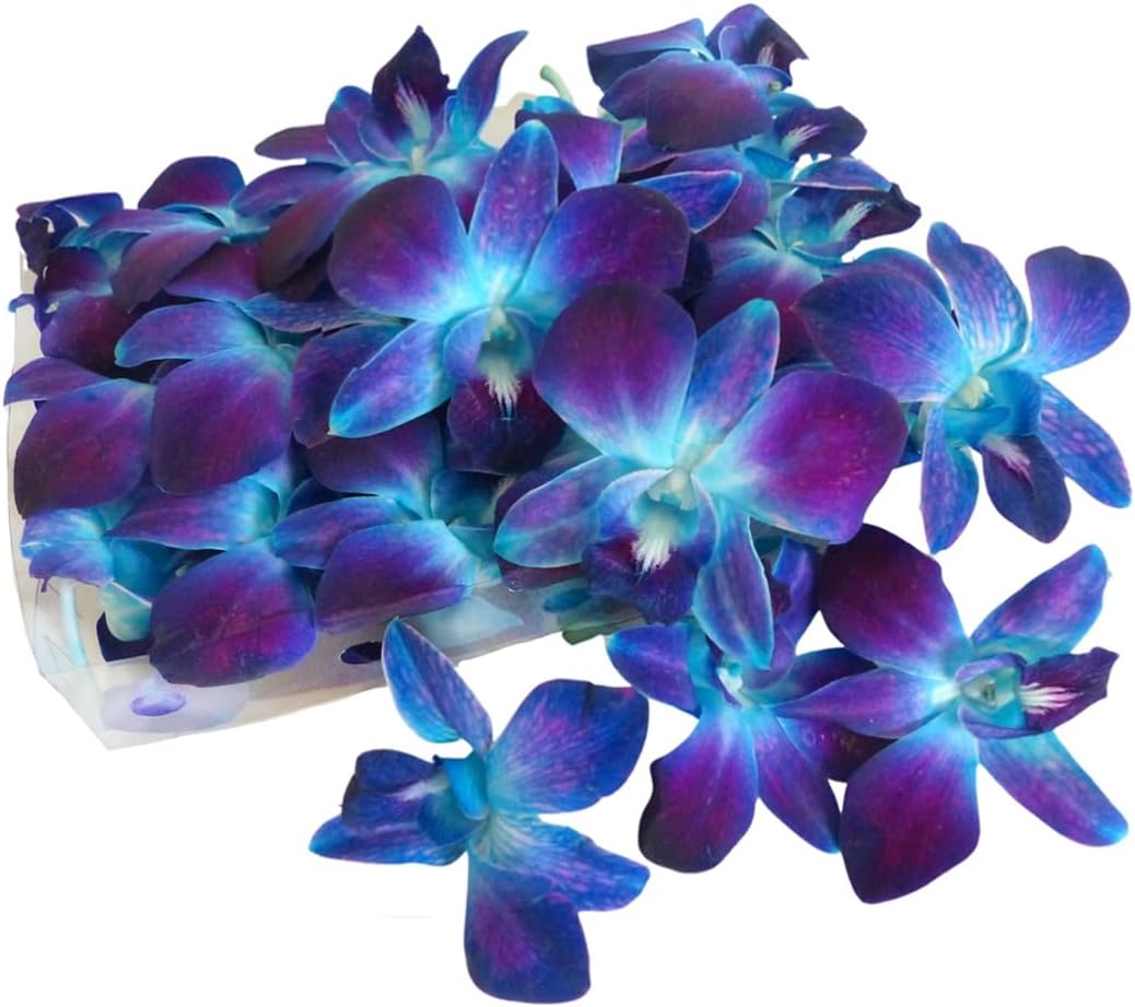 Prebook 100 DUO BLUE Dyed Fresh Cut Dendrobium Orchid Loose Bloom