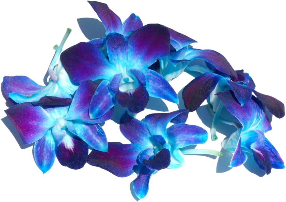 Prebook 100 DUO BLUE Dyed Fresh Cut Dendrobium Orchid Loose Bloom
