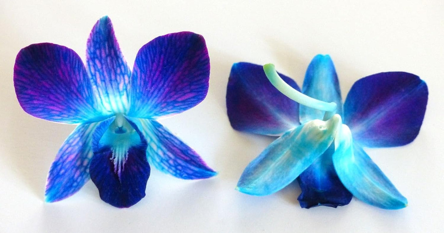 Prebook 100 DUO BLUE Dyed Fresh Cut Dendrobium Orchid Loose Bloom