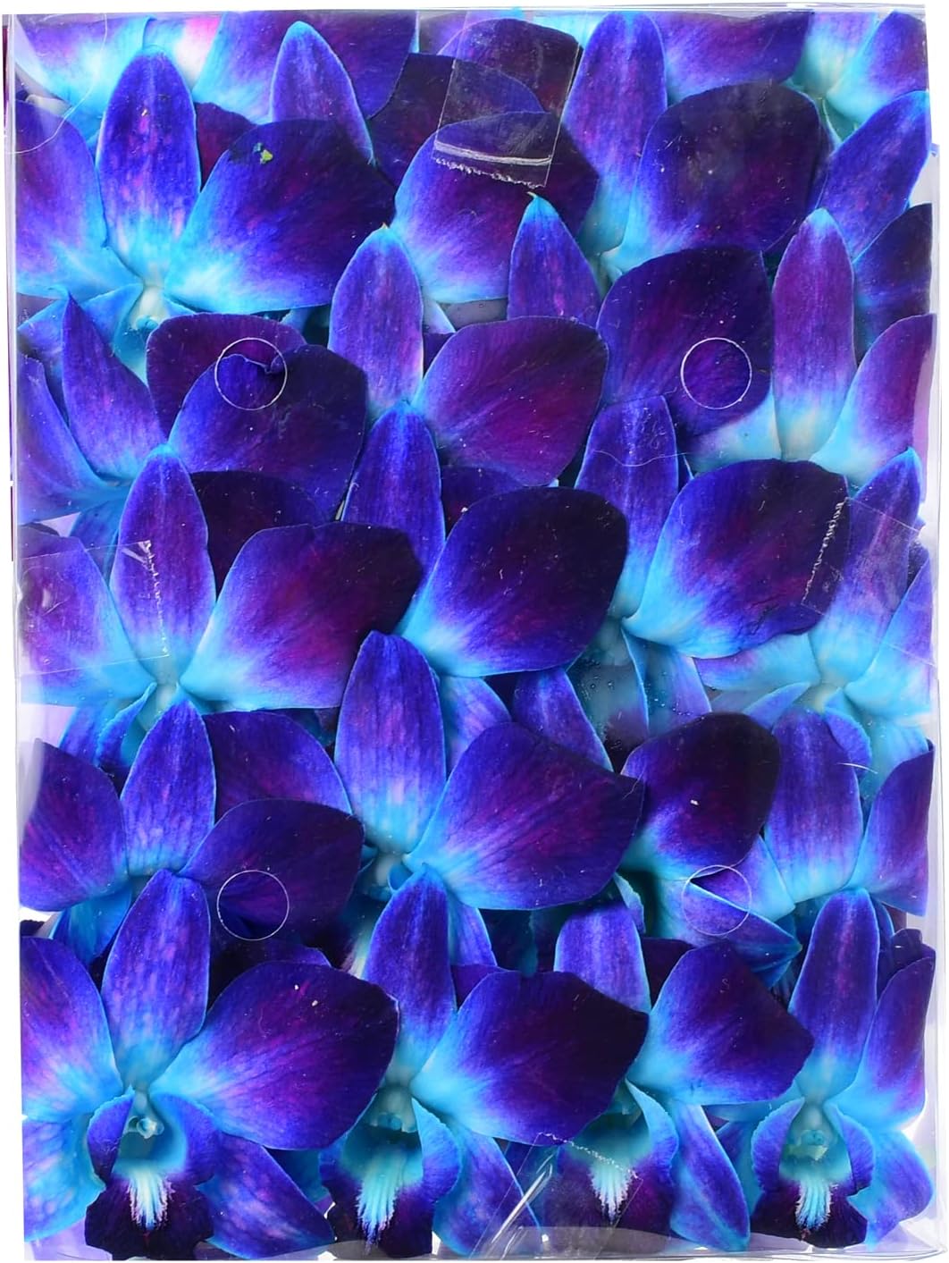 Prebook 100 DUO BLUE Dyed Fresh Cut Dendrobium Orchid Loose Bloom