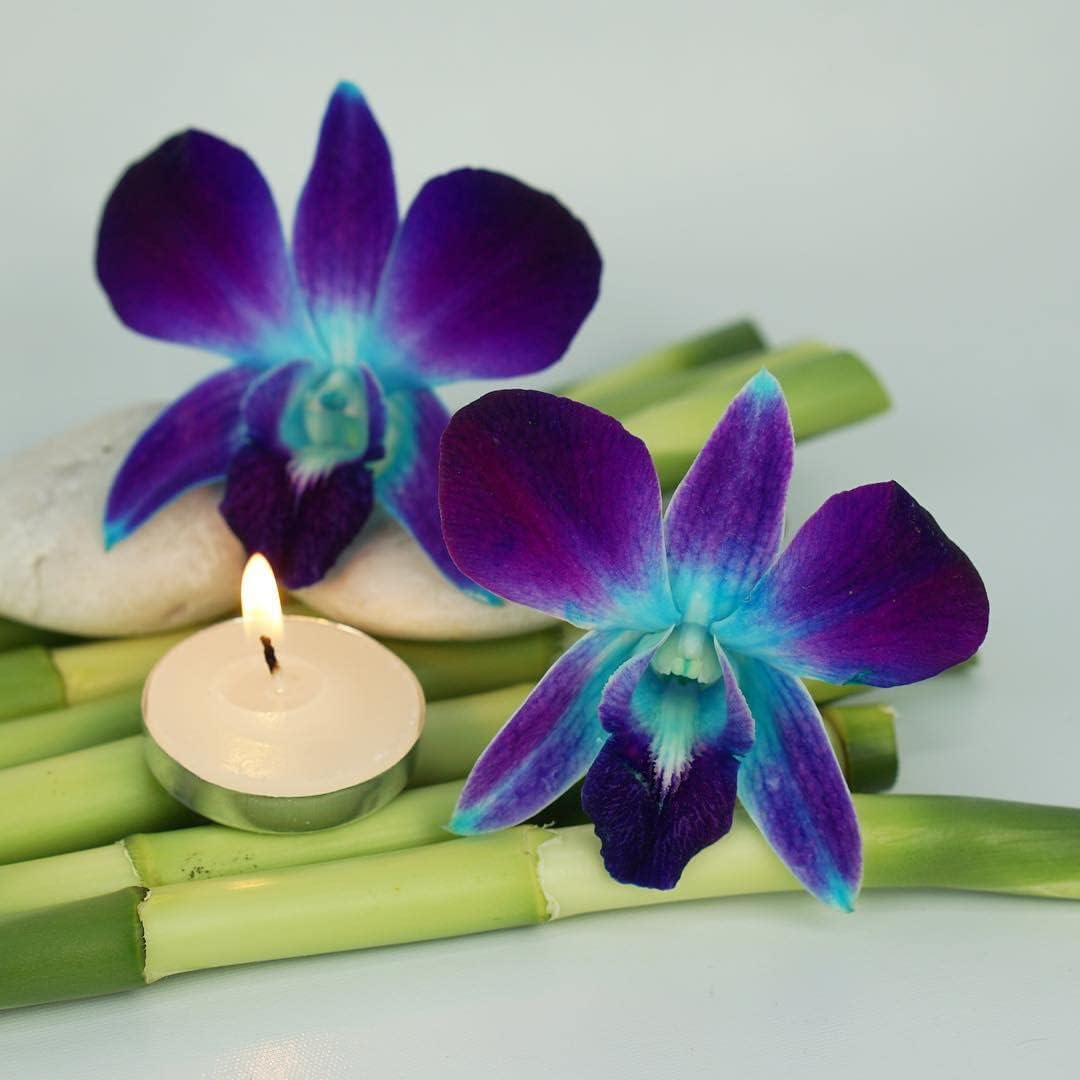 Prebook 100 DUO BLUE Dyed Fresh Cut Dendrobium Orchid Loose Bloom