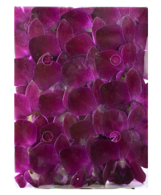 Prebook 100 Burgundy Orchid Fresh Cut Flowers Loose Bloom Orchid Dendrobium