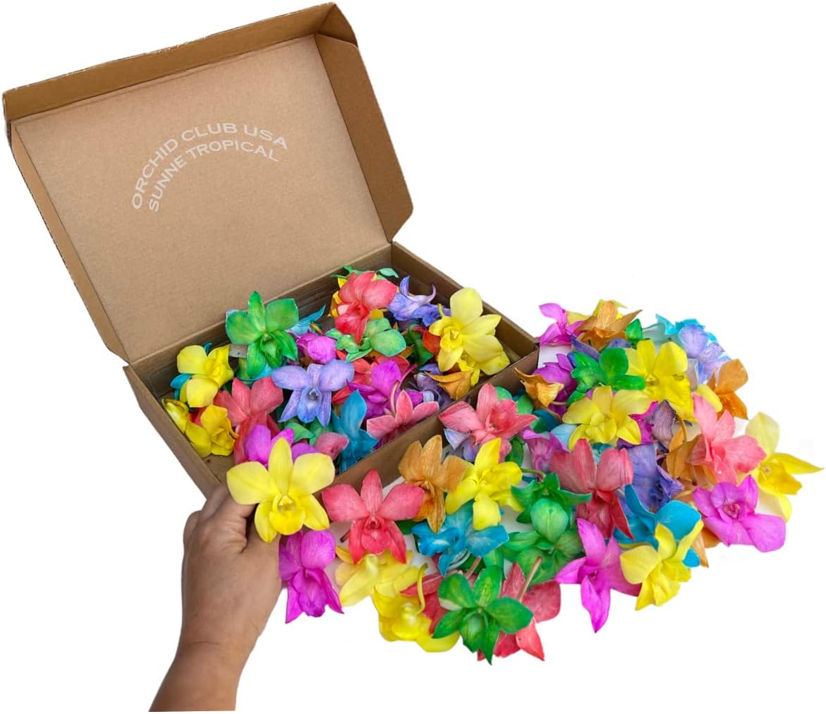 Prebook 100 CANDY COLOR DYED-White-Orchid Fresh Cut Flowers Loose Bloom Orchid Dendrobium