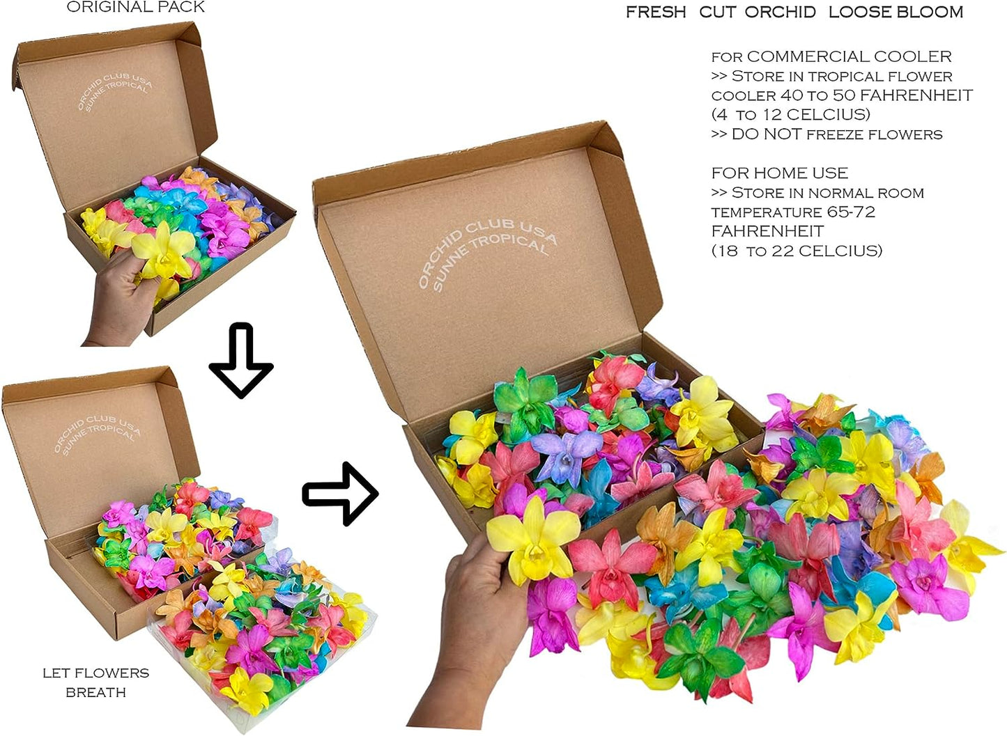 Prebook 100 CANDY COLOR DYED-White-Orchid Fresh Cut Flowers Loose Bloom Orchid Dendrobium