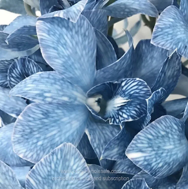 Prebook BULK - BLUE COBALT DYED-White Lervia Dendrobium Orchid Fresh Cut Flowers (NO VASE)