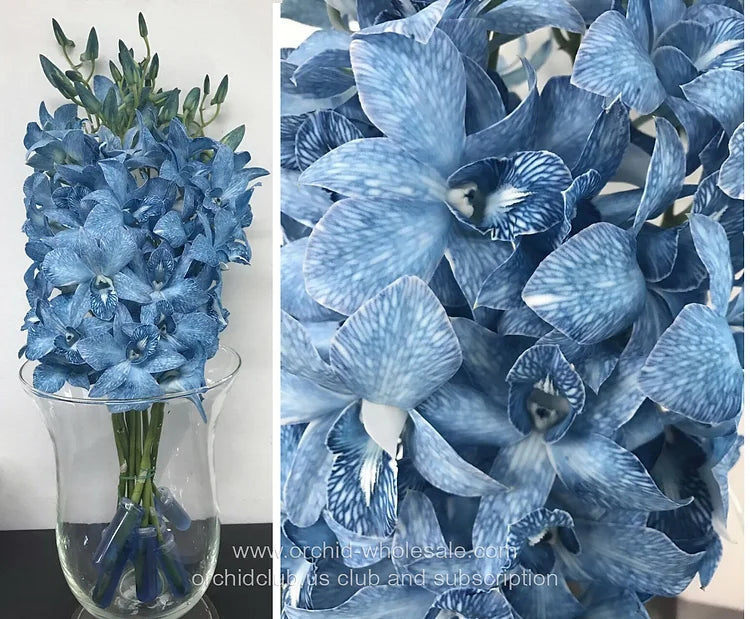 Prebook BULK - BLUE COBALT DYED-White Lervia Dendrobium Orchid Fresh Cut Flowers (NO VASE)