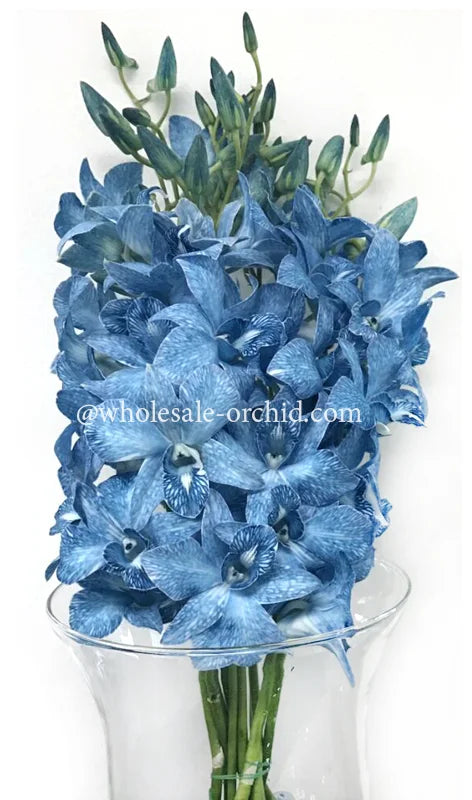 Prebook BULK - BLUE COBALT DYED-White Lervia Dendrobium Orchid Fresh Cut Flowers (NO VASE)