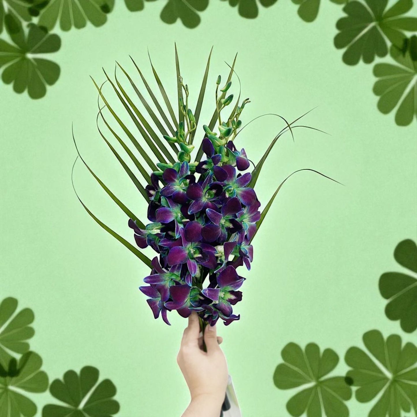 PREBOOK - 10 Stems GREEN Fresh Cut Dendrobium Orchid Bouquet