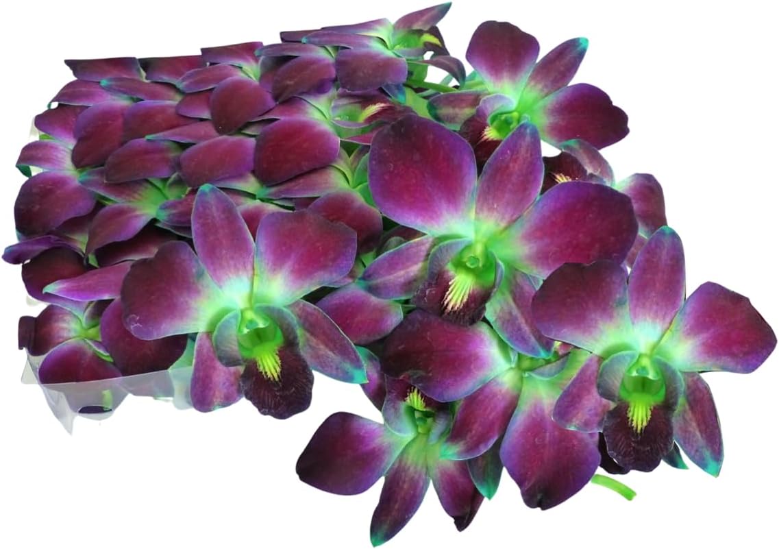 100 Green Fresh Cut Dendrobium Orchid Loose Bloom