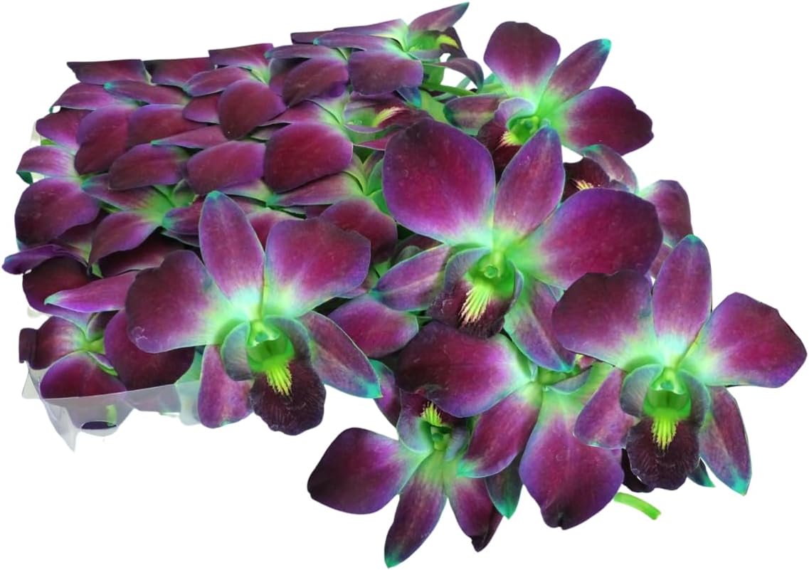 Prebook 100 DUO GREEN Dyed Fresh Cut Dendrobium Orchid Loose Bloom