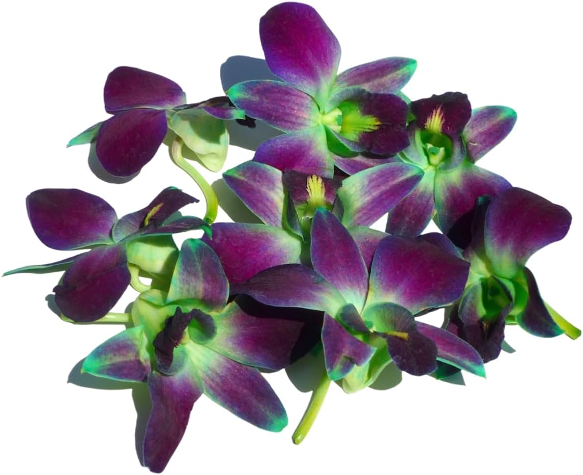 Prebook 100 DUO GREEN Dyed Fresh Cut Dendrobium Orchid Loose Bloom