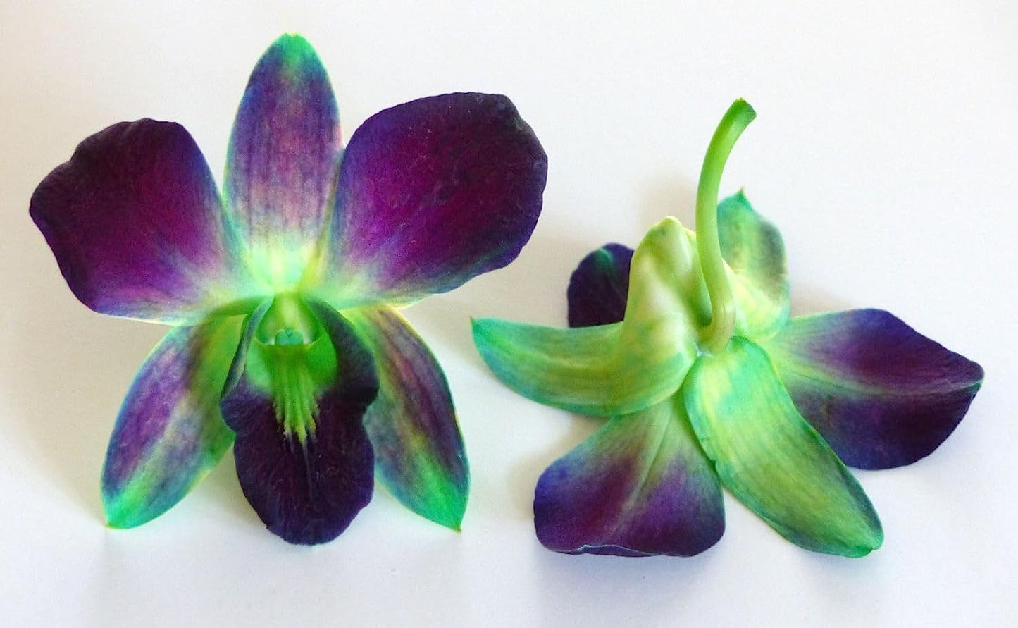Prebook 100 DUO GREEN Dyed Fresh Cut Dendrobium Orchid Loose Bloom