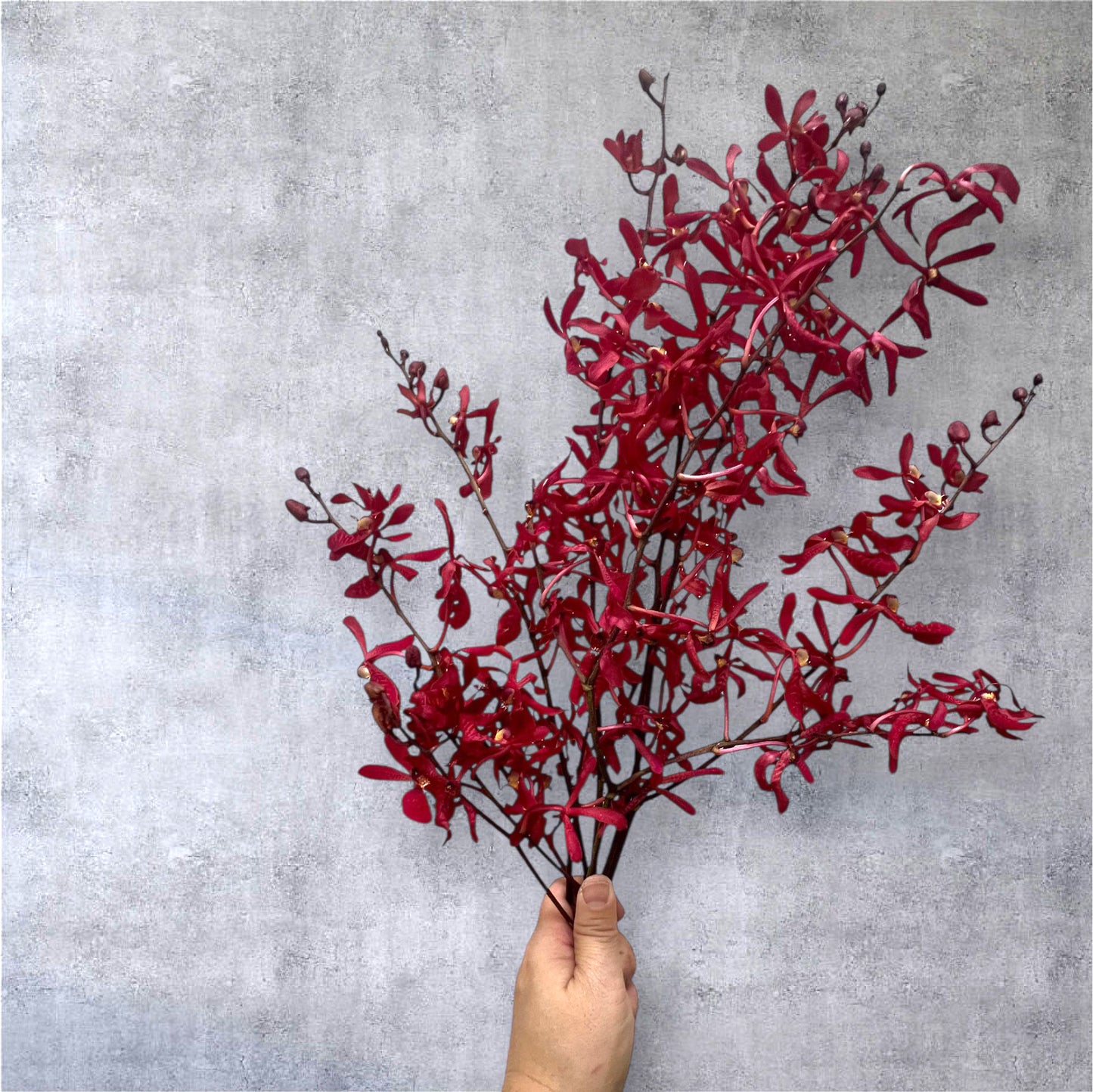 PREBOOK - 5 Stems Fresh Cut Aranthera FIRE Orchid Bouquet