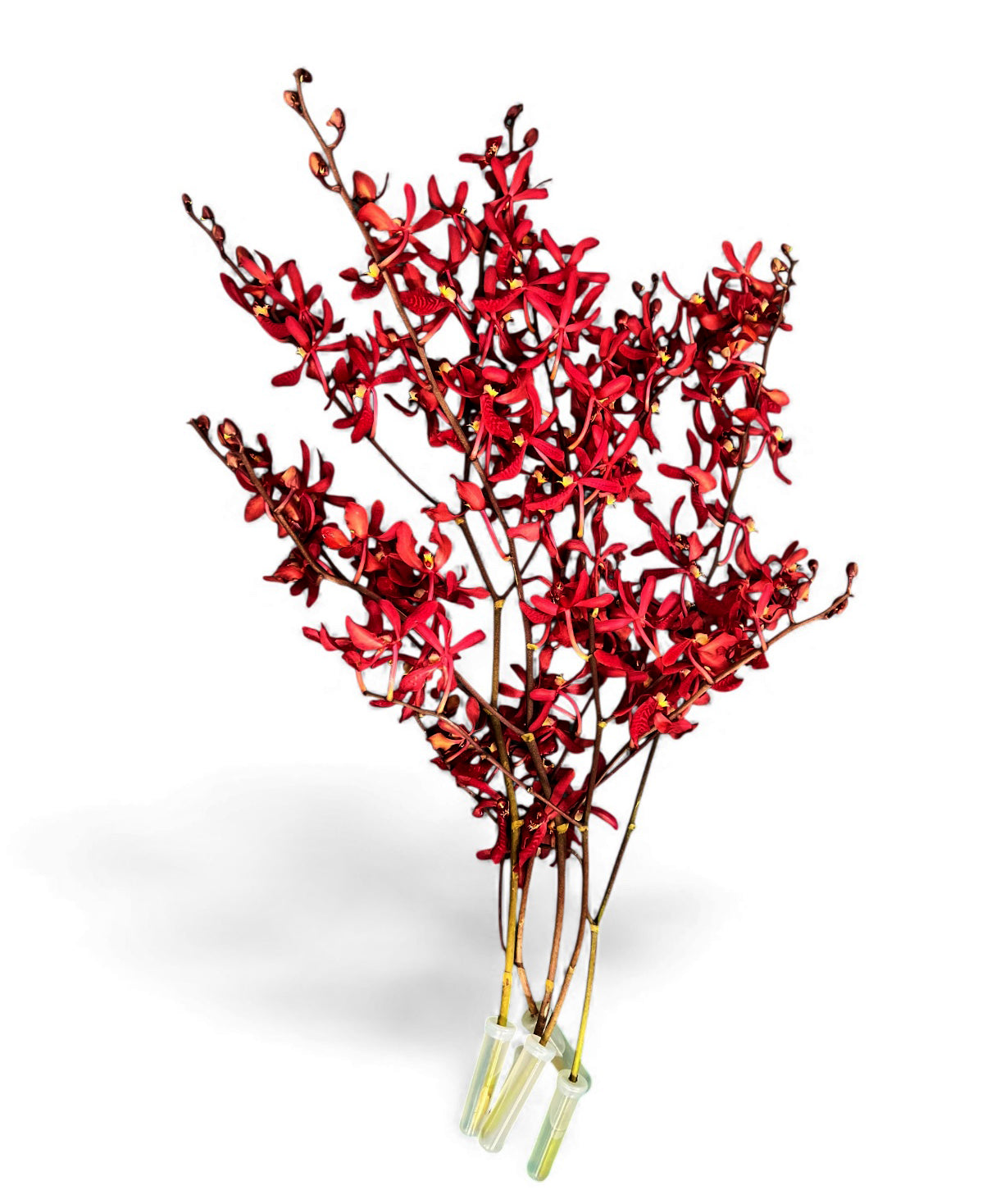 PREBOOK - 5 Stems Fresh Cut Aranthera FIRE Orchid Bouquet