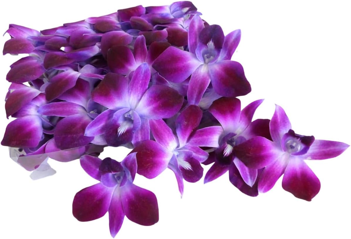 Prebook 100 DUO PURPLE Dyed Fresh Cut Dendrobium Orchid Loose Bloom