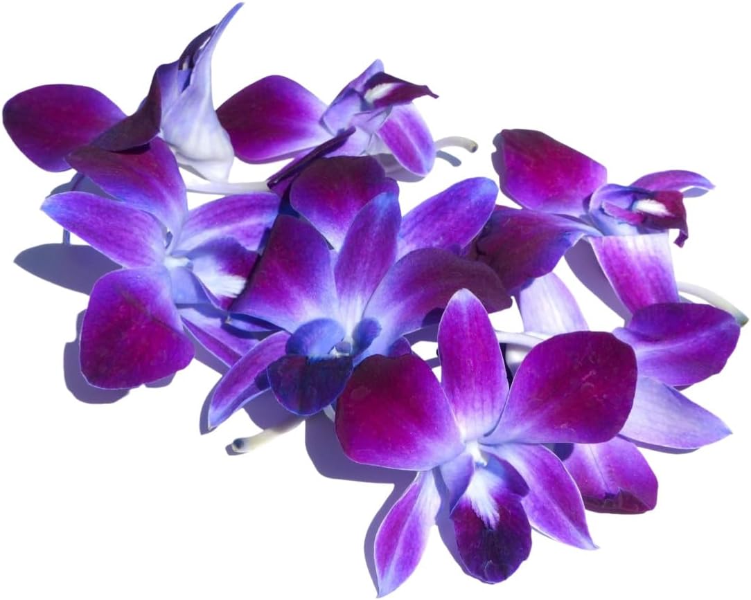 Prebook 100 DUO PURPLE Dyed Fresh Cut Dendrobium Orchid Loose Bloom