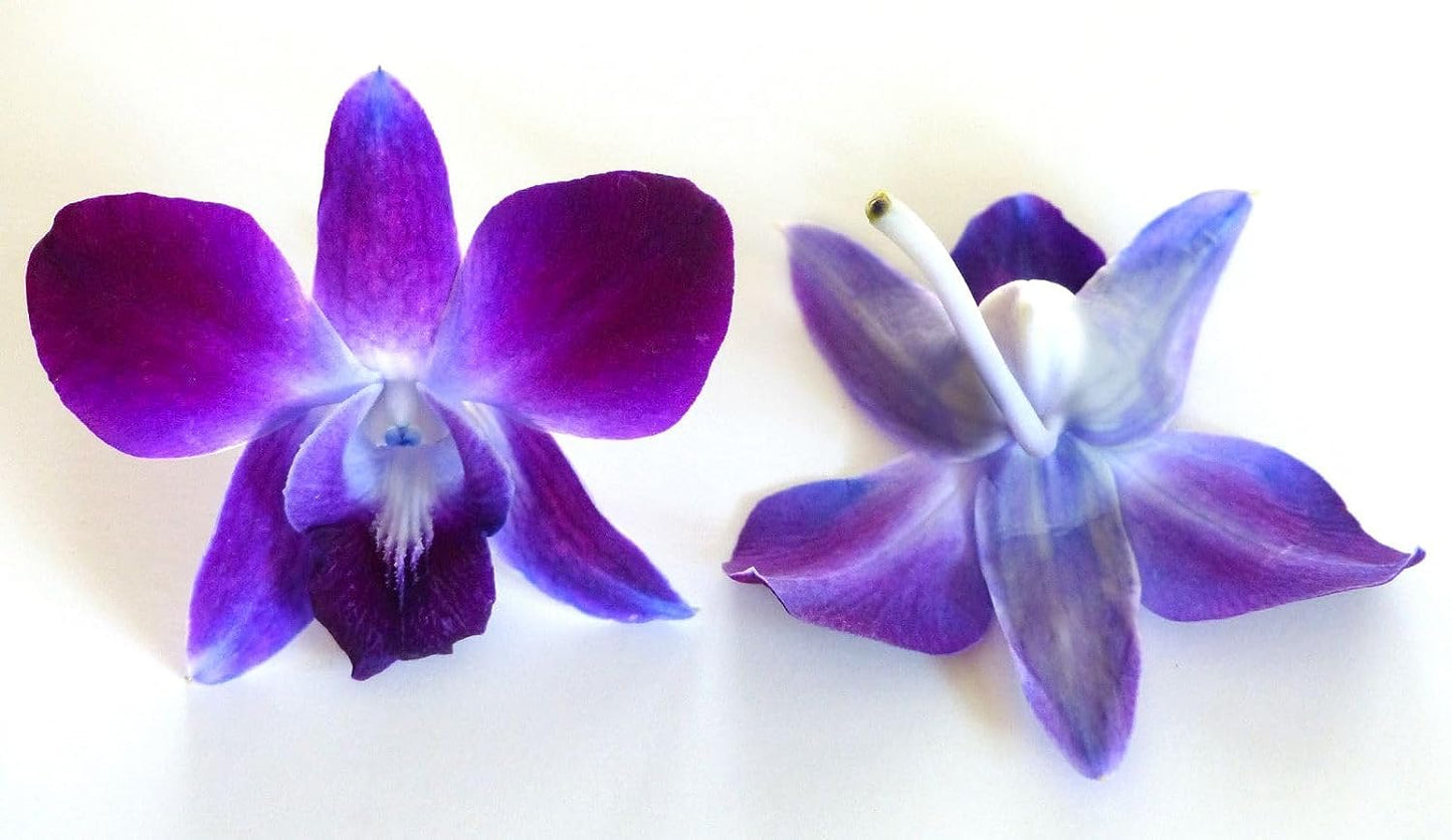 Prebook 100 DUO PURPLE Dyed Fresh Cut Dendrobium Orchid Loose Bloom
