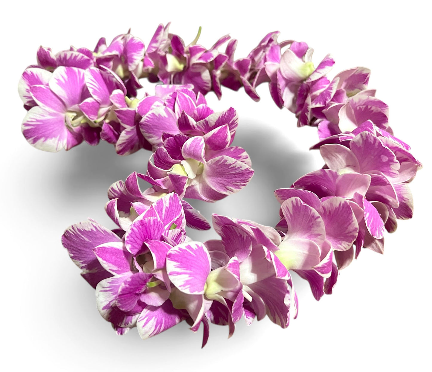 PREBOOK - Queen FAIRY queensland S-LEI ( SINGLE LEI ) Dendrobium Orchid Fresh Cut Flowers
