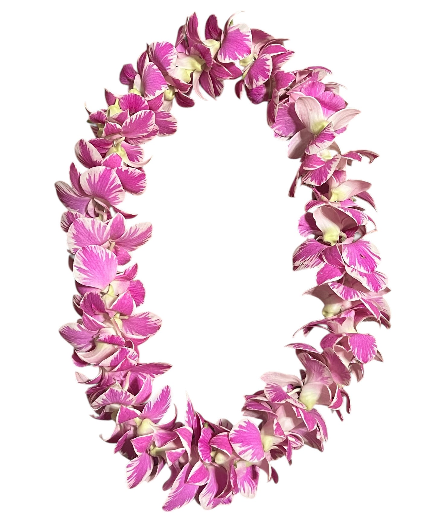 PREBOOK - Queen FAIRY queensland S-LEI ( SINGLE LEI ) Dendrobium Orchid Fresh Cut Flowers