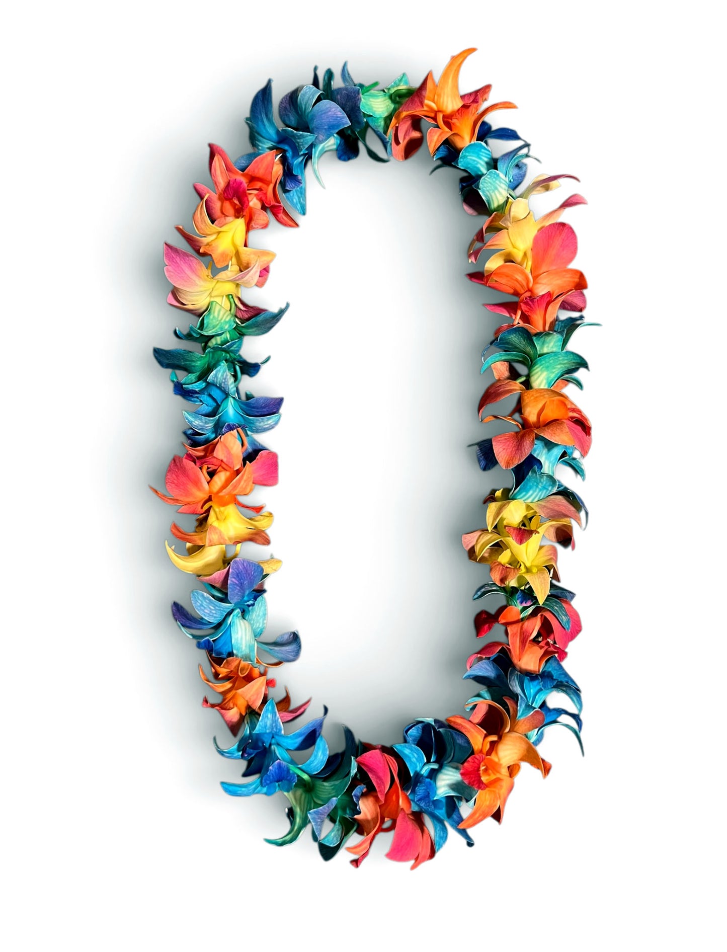 PREBOOK - LOLLIPOP Multi-Color S-LEI ( SINGLE LEI ) Dendrobium Orchid Fresh Cut Flowers