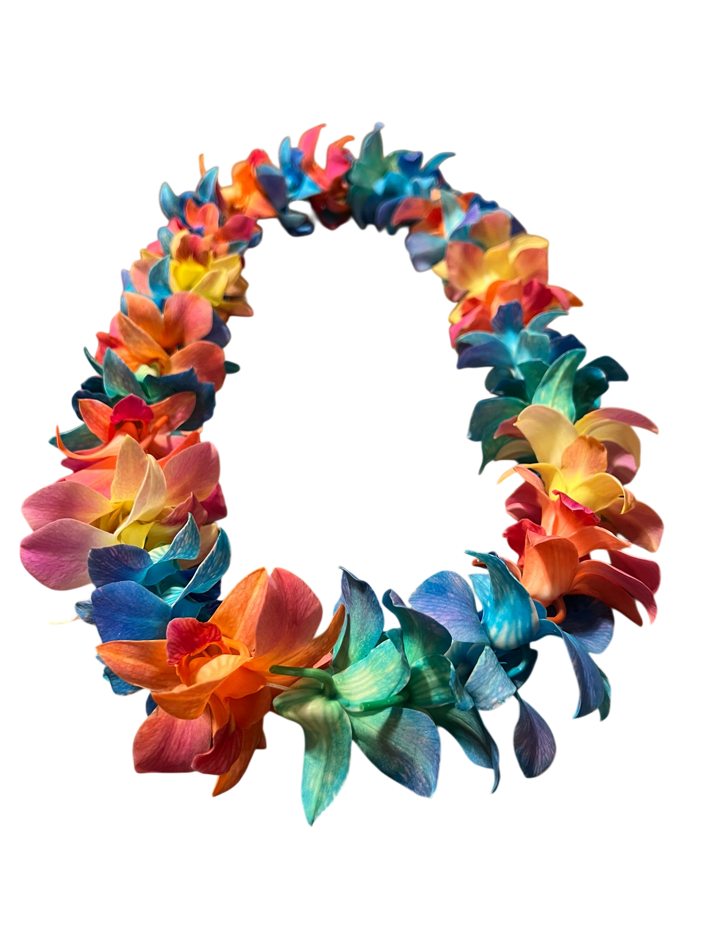 PREBOOK - LOLLIPOP Multi-Color S-LEI ( SINGLE LEI ) Dendrobium Orchid Fresh Cut Flowers