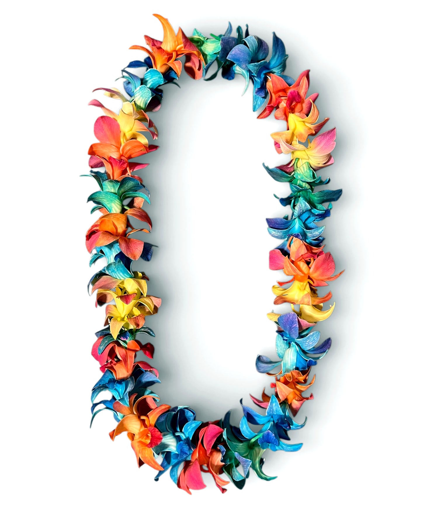PREBOOK - LOLLIPOP Multi-Color S-LEI ( SINGLE LEI ) Dendrobium Orchid Fresh Cut Flowers