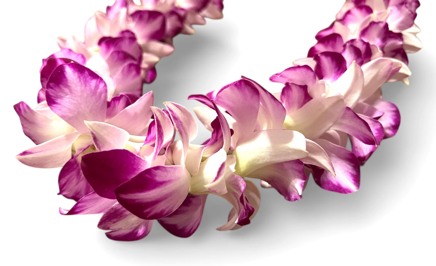 PREBOOK - Queen SNOW SPLASH S-LEI ( SINGLE LEI ) Dendrobium Orchid Fresh Cut Flowers