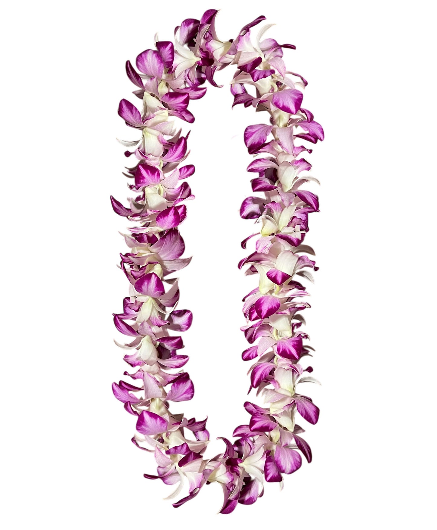 PREBOOK - Queen SNOW SPLASH S-LEI ( SINGLE LEI ) Dendrobium Orchid Fresh Cut Flowers