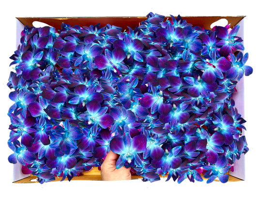 Prebook 1000 Blue Sonia Fresh Cut Dendrobium Orchid Loose Bloom
