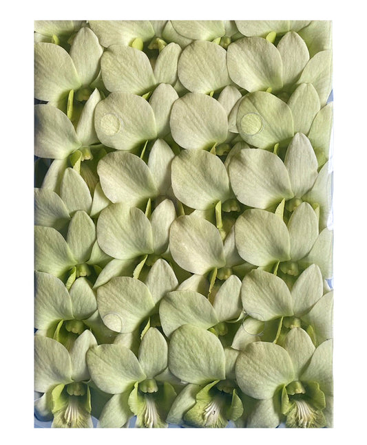 Prebook 100 Natural Green Fresh Cut Flowers Loose Bloom Orchid Dendrobium