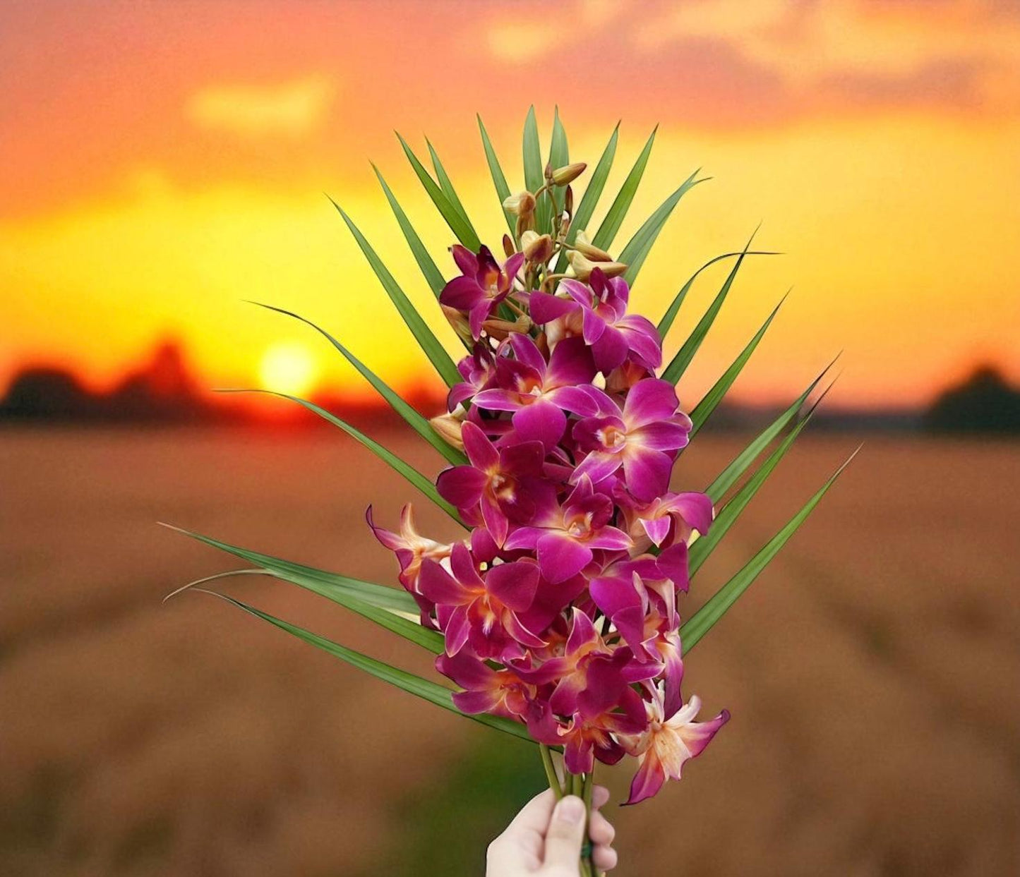 PREBOOK - 10 Stems ORANGE Fresh Cut Dendrobium Orchid Bouquet