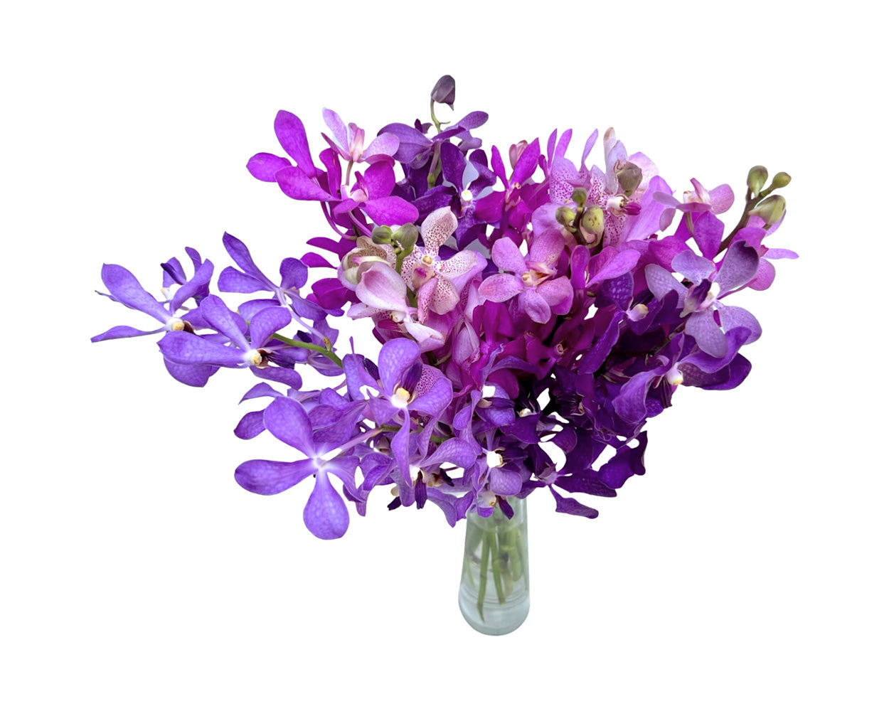 Prebook Purple Bouquet Fresh Cut MOKARA Orchid Seasonal Farm's Choice