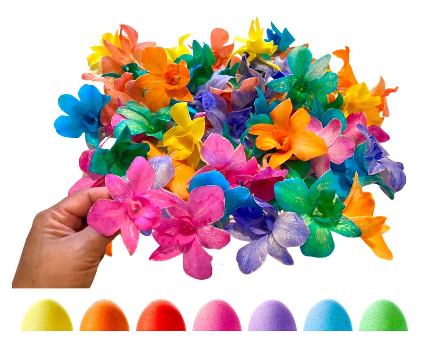 Prebook 100 CANDY COLOR DYED-White-Orchid Fresh Cut Flowers Loose Bloom Orchid Dendrobium