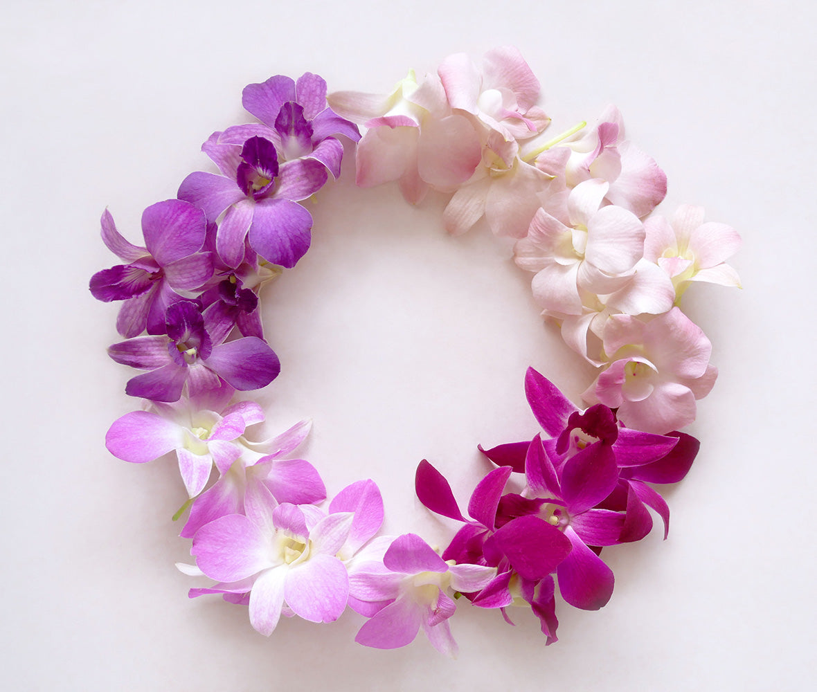 Prebook 100 Burgundy Dark Purple Maroon Miss Singapore Fresh Cut Dendrobium Orchid Loose Bloom