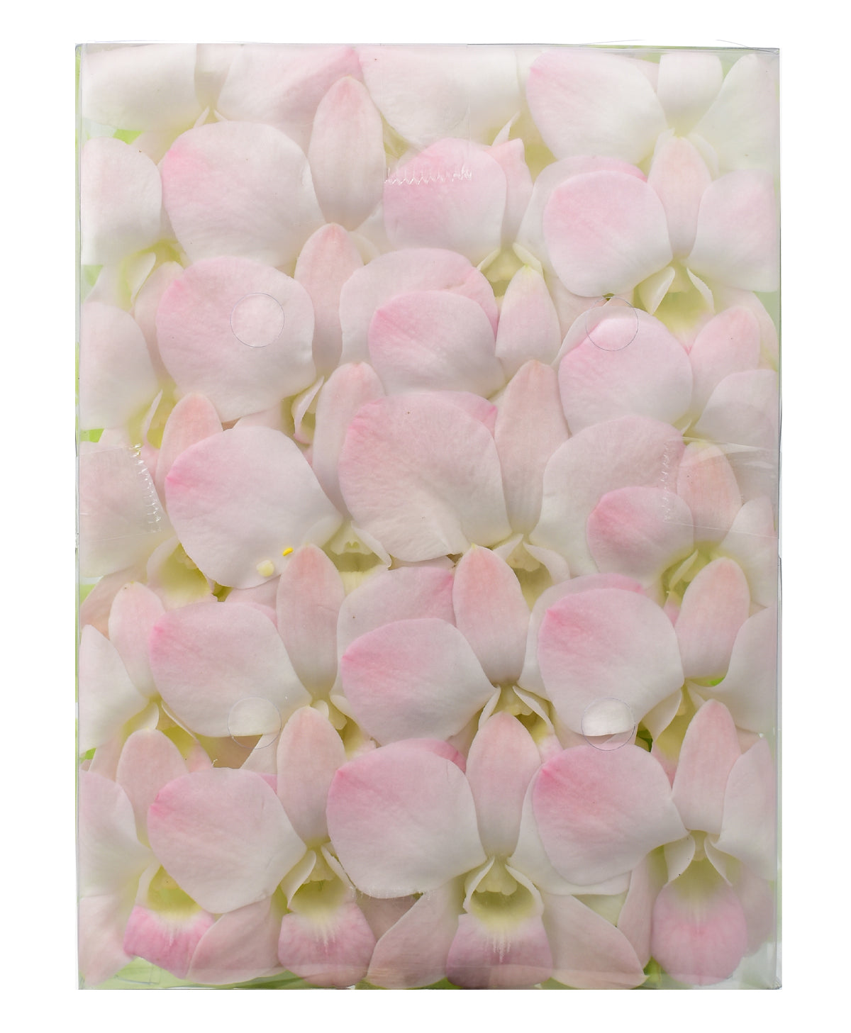 Prebook 100 Peachy Peach Fresh Cut Flowers Loose Bloom Orchid Dendrobium
