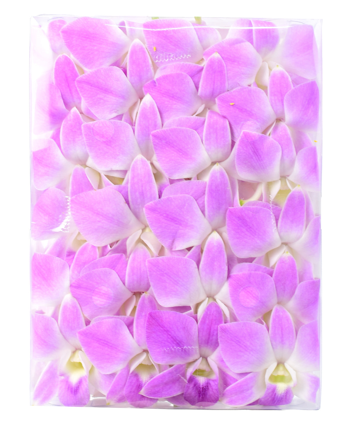 Prebook 100 Natural Light Pink Fresh Cut Flowers Loose Bloom Orchid Dendrobium