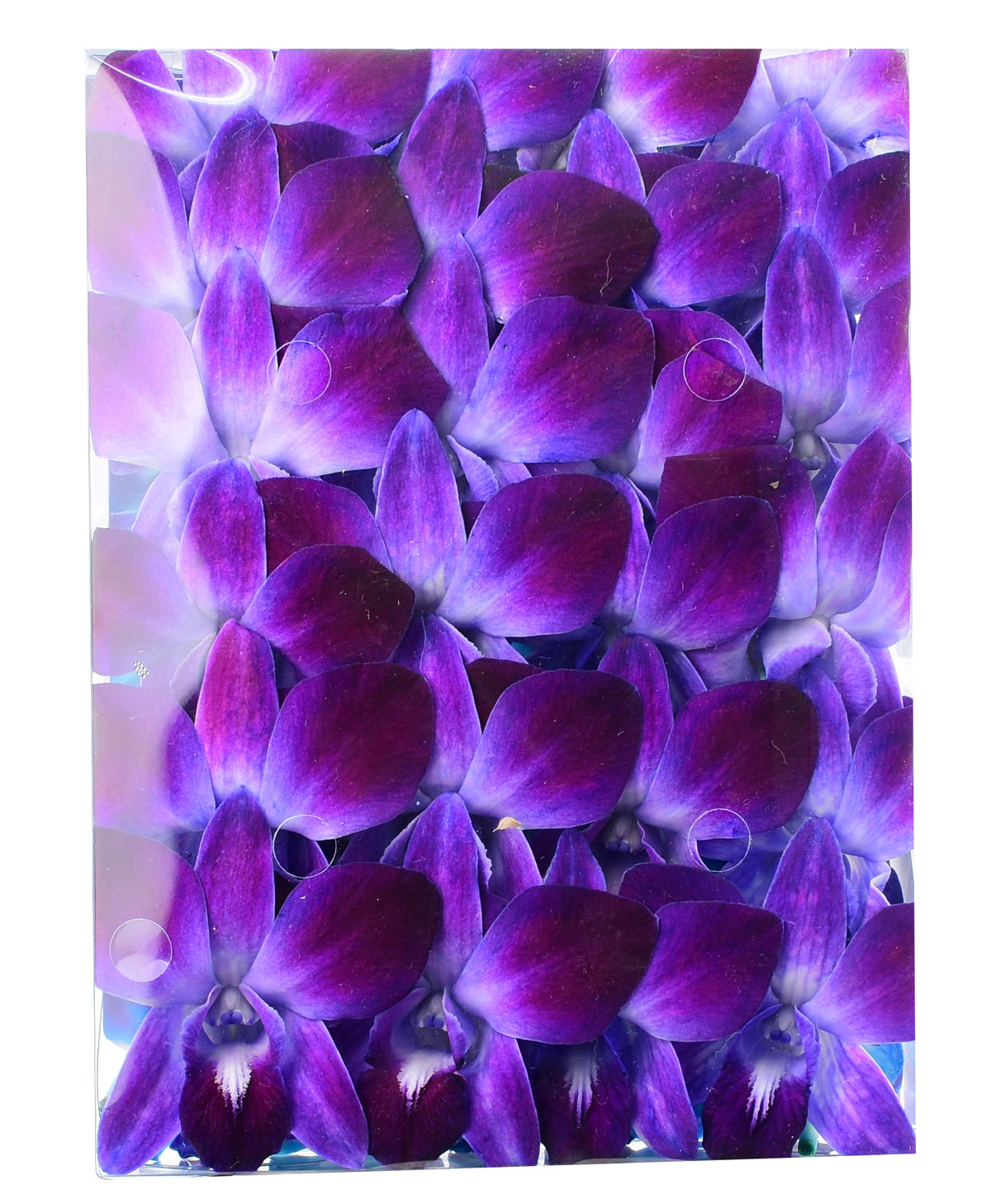 Prebook 100 LAVENDER DYED-Sonia-Orchid Fresh Cut Flowers Loose Bloom Orchid Dendrobium