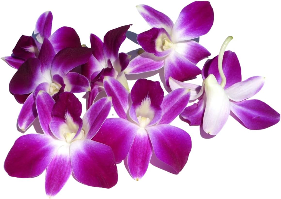 Prebook 100 Purple Sonia Bombay Fresh Cut Dendrobium Orchid Loose Bloom
