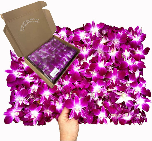 100 Purple Sonia Fresh Cut Dendrobium Orchid Loose Bloom